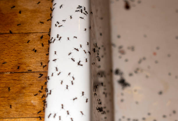 Best Wasp Removal Services  in Arlington Heights, IL